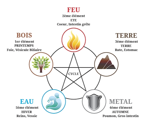 Cycle des 5 éléments en médecine chinoise: Bois, Feu, Terre, Métal, Eau. Organes associés et saisons. Équilibre énergétique, harmonie corps-esprit. Principes de l'acupuncture et phytothérapie chinoise. Diagnostic et traitement holistique.